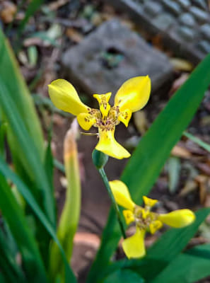 Morphology and Reproduction of Iridaceae Plants