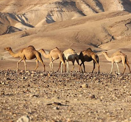 Negev, the desert that looks like another planet1