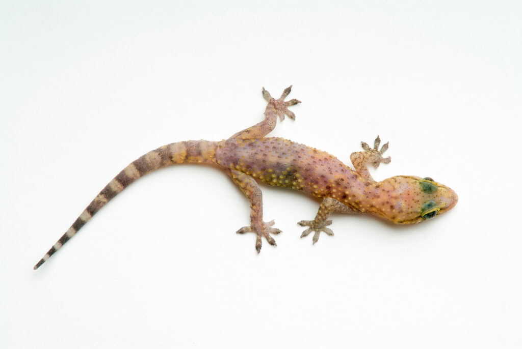 Never kill a Gecko- it brings you bad luck