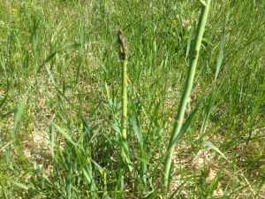 Practical methods for harvesting wild asparagus