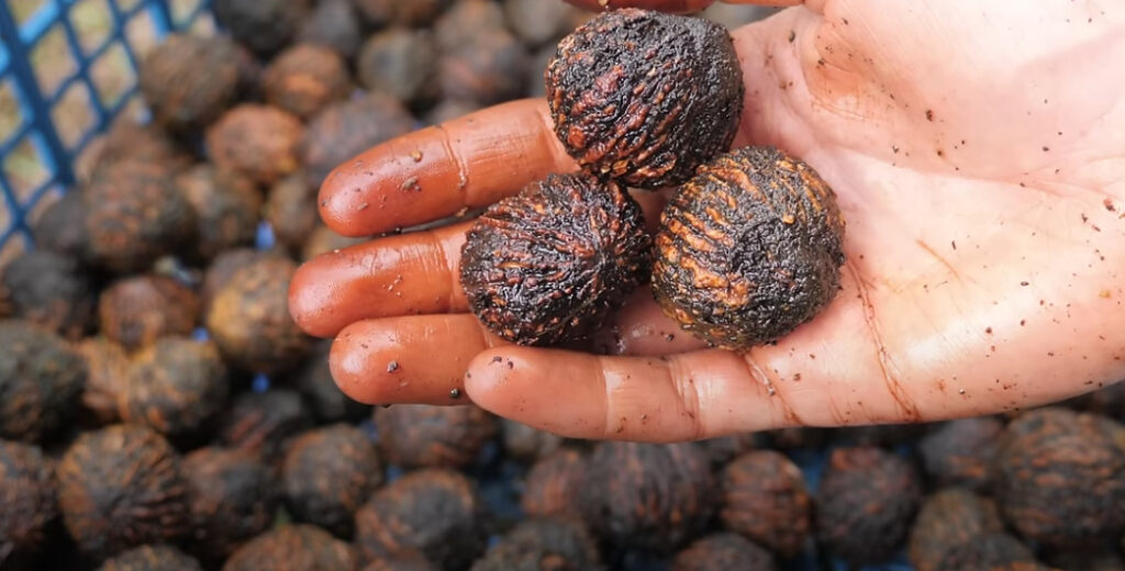 Preserving Black Walnuts