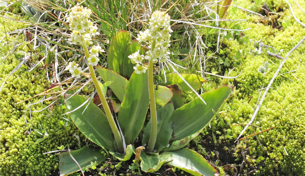 Relationship to water and wetlands, Saxifragaceae Family Characteristics
