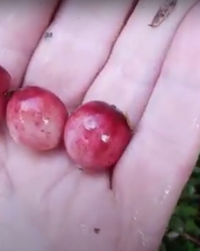 Ripening process of wild blueberries