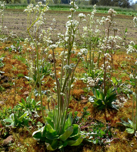 Saxifraga oregana – Bog Saxifrage