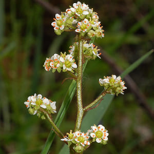 Saxifraga oregana