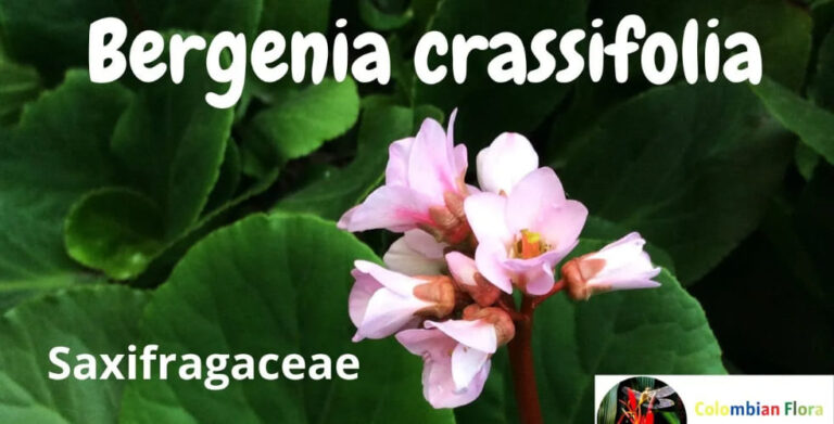 Saxifragaceae Family Characteristics
