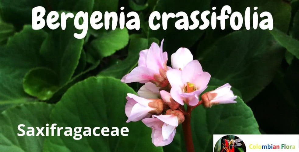 Saxifragaceae Family Characteristics