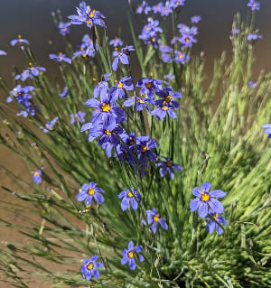 Sisyrinchium demissum