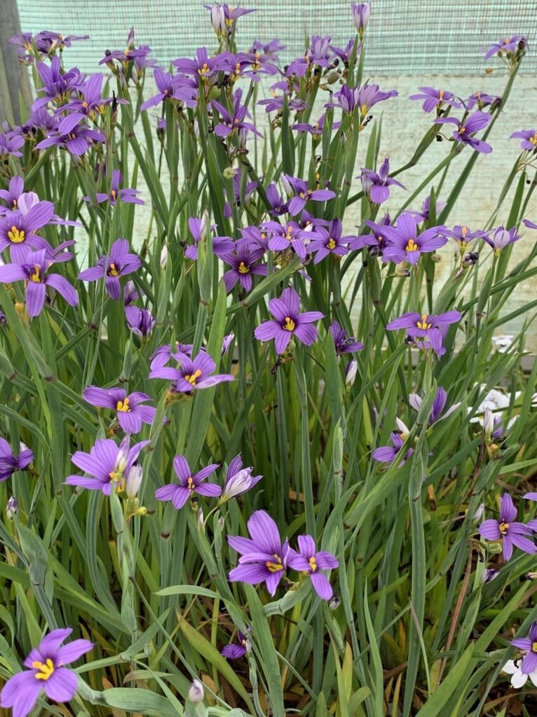 Sisyrinchium idahoense var. idahoense