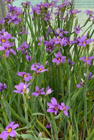 Sisyrinchium idahoense – Idaho blue-eyed weed