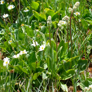 Small greenish-white flowers