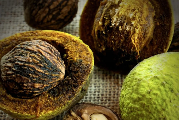 The process of shredding, drying, and preserving.