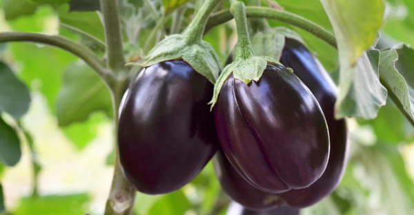 Vegetables, plete List of High Histamine Foods