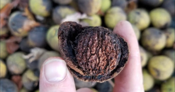 What are black walnuts, and why are they worth your time