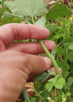 When and how to pick wild spinach