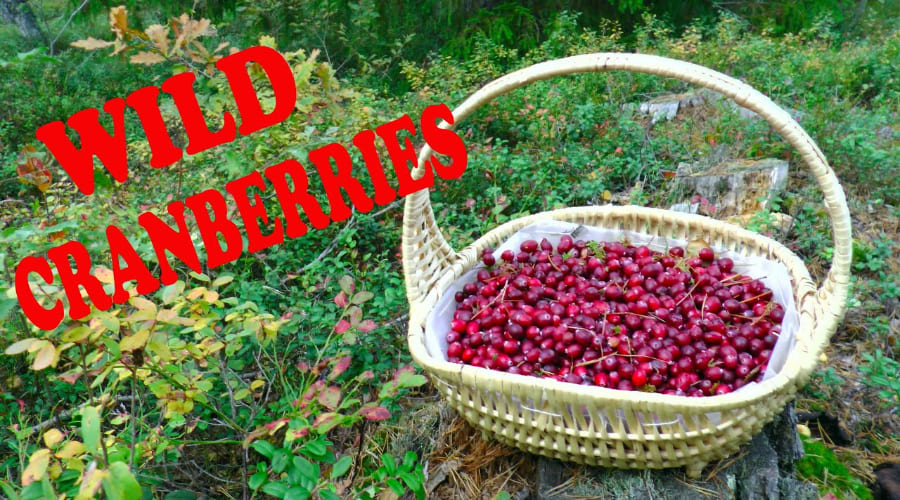 Wild Cranberries