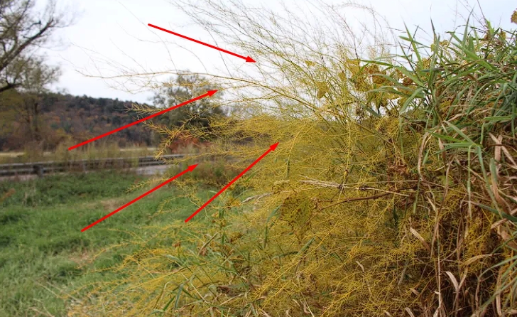 Wild asparagus fern adult fern