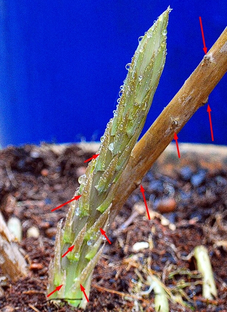 Wild asparagus triangular scales on the lower part of the stalk