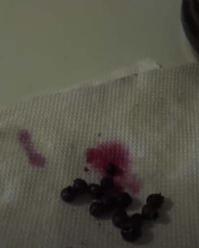 Wild blueberry seeds, inner part