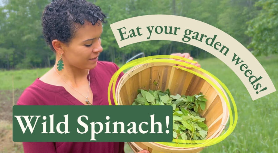Wild spinach identification