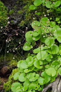 Saxifraga odontoloma