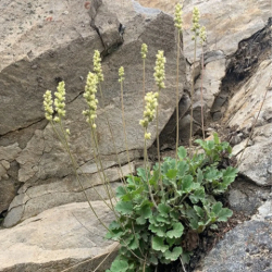 Botanical resilience and understated beauty