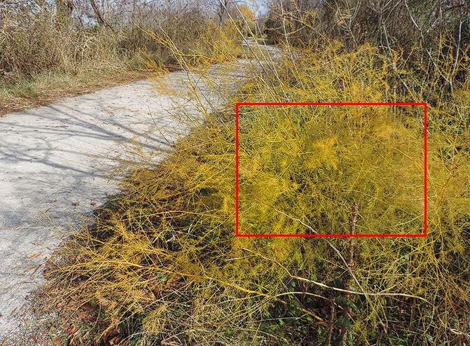 cladodes of wild asparagus