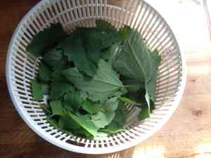 dry-lambs-quarters