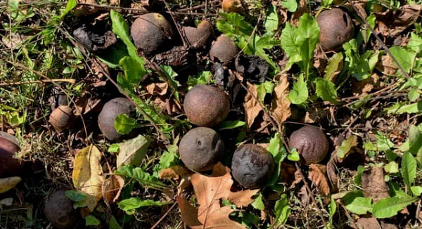 Basic needs for preserving a walnut; experience with black walnuts