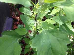 lambs-quarters-adult2