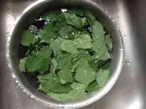 washed-lambs-quarters