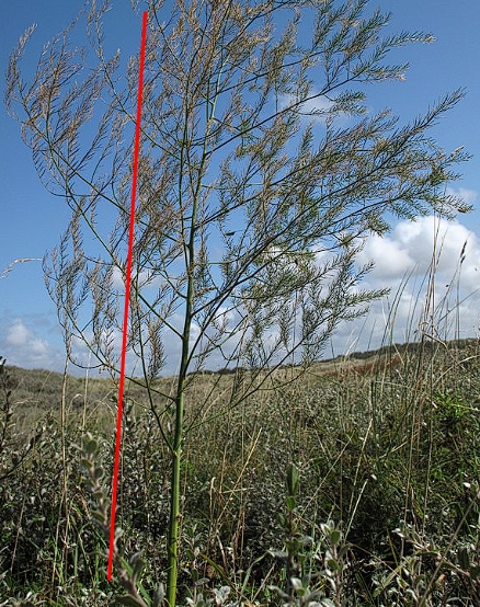 wild asparagus can grow to a mature stage