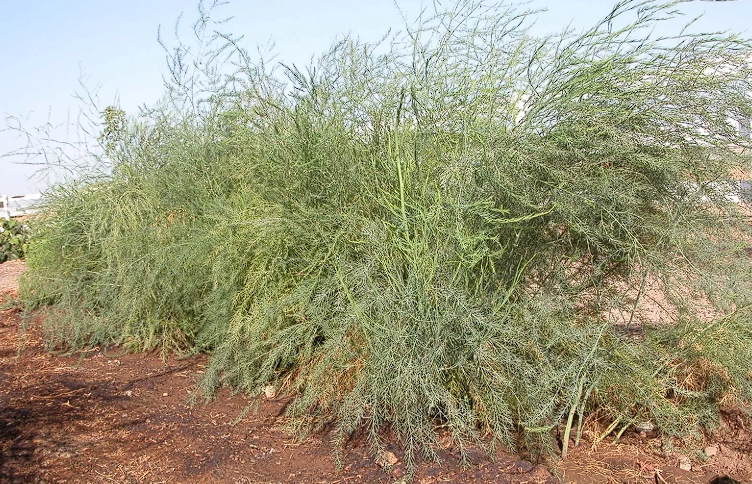 wild asparagus fern adults 1