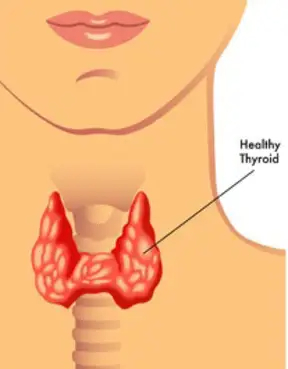 The Thyroid