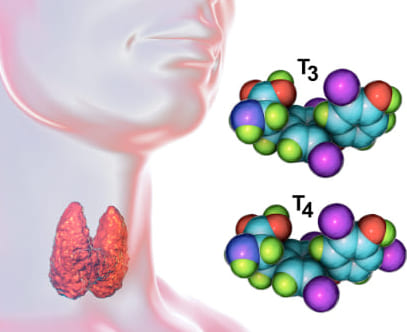 Thyroid hormone and its function in your body1
